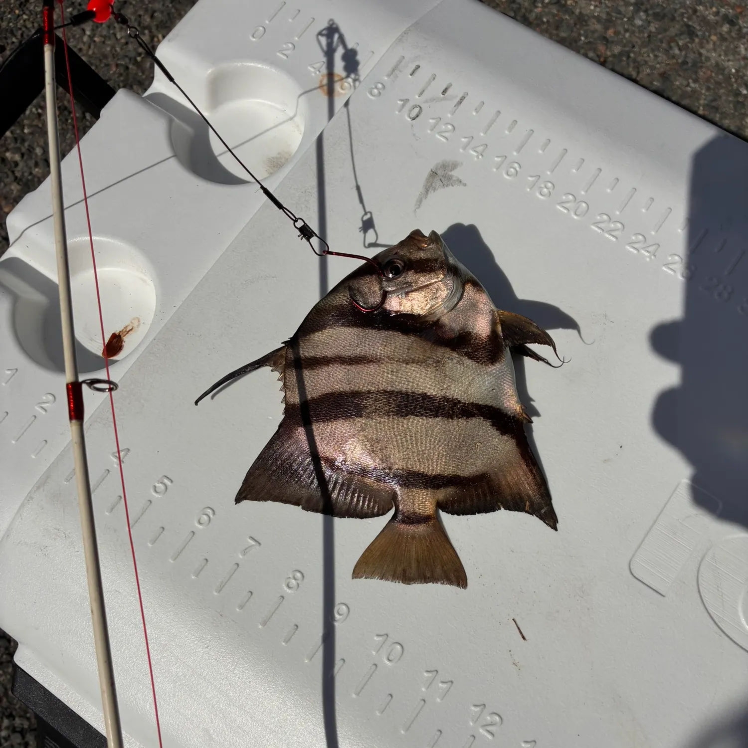 Atlantic spadefish caught on Fishbrain