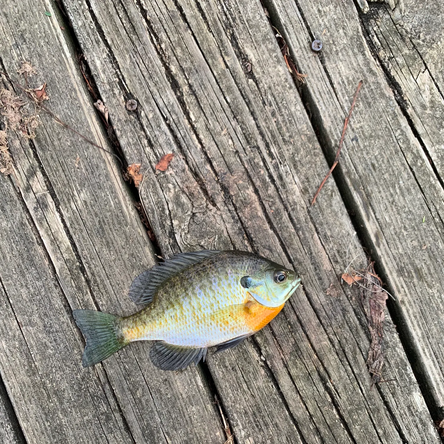 Bluegill caught on Fishbrain