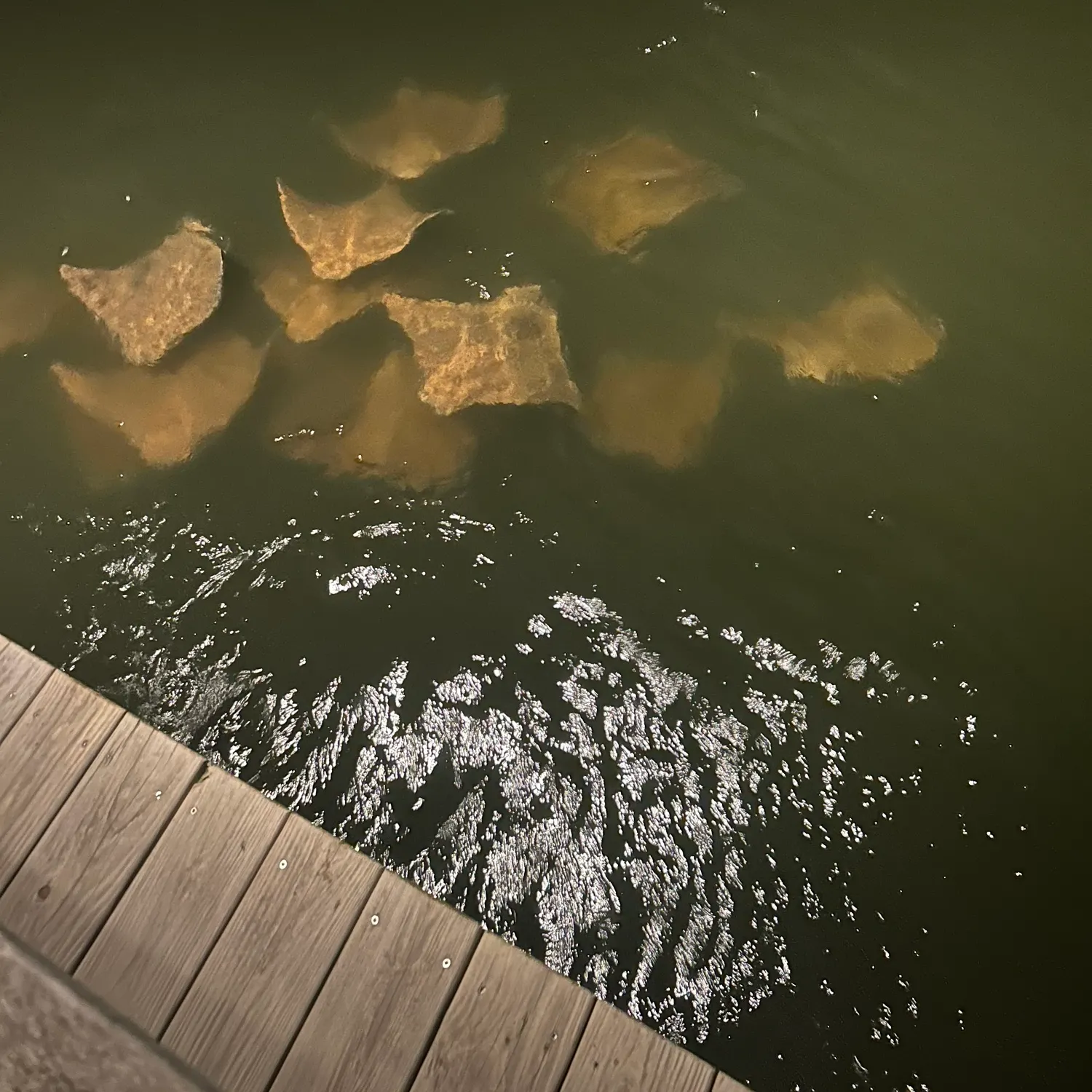 The most recent Reef manta ray catches on Fishbrain