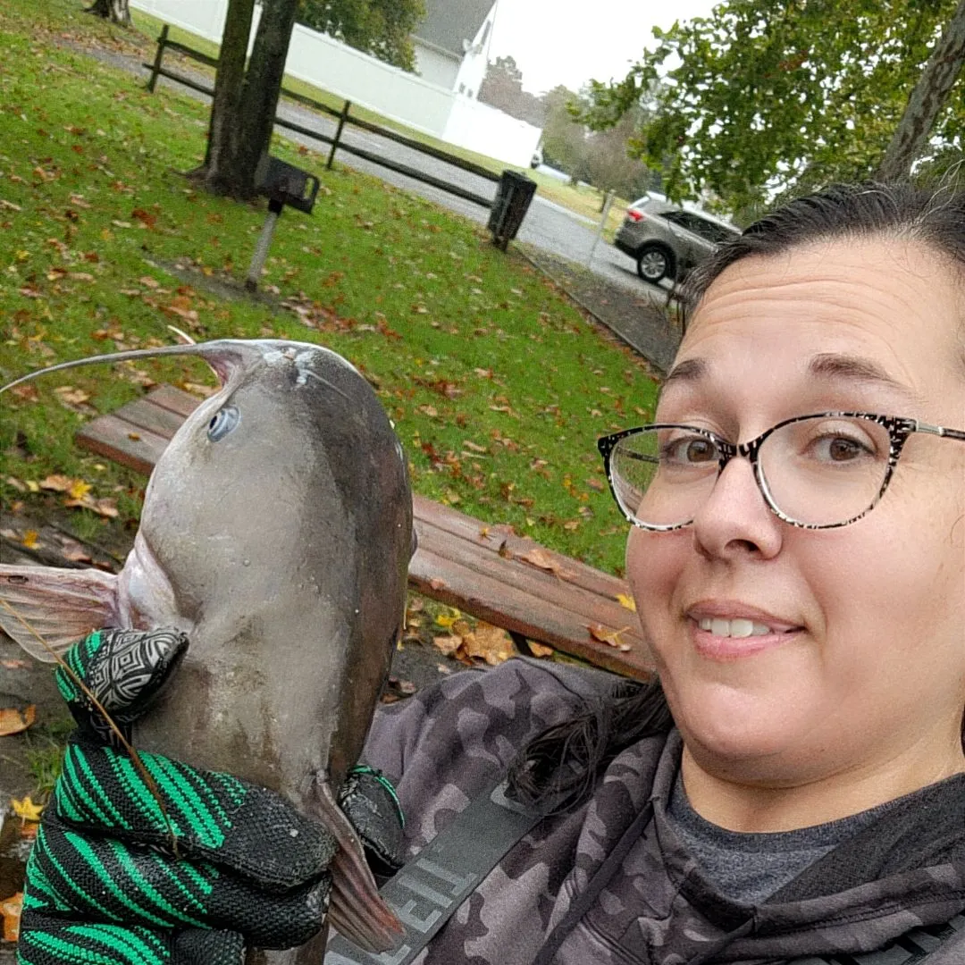 White bullhead caught on Fishbrain