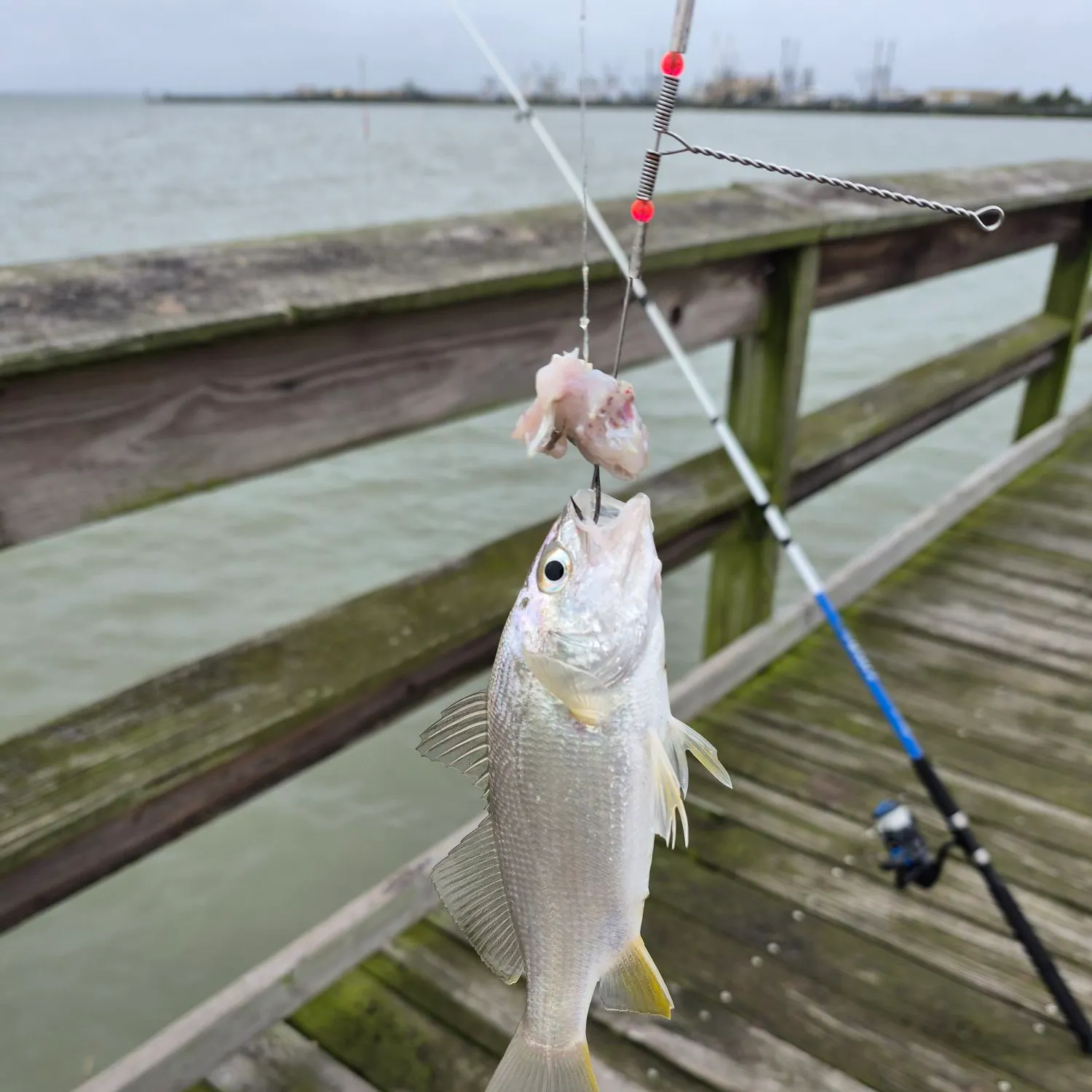 The most recent Silver perch catches on Fishbrain