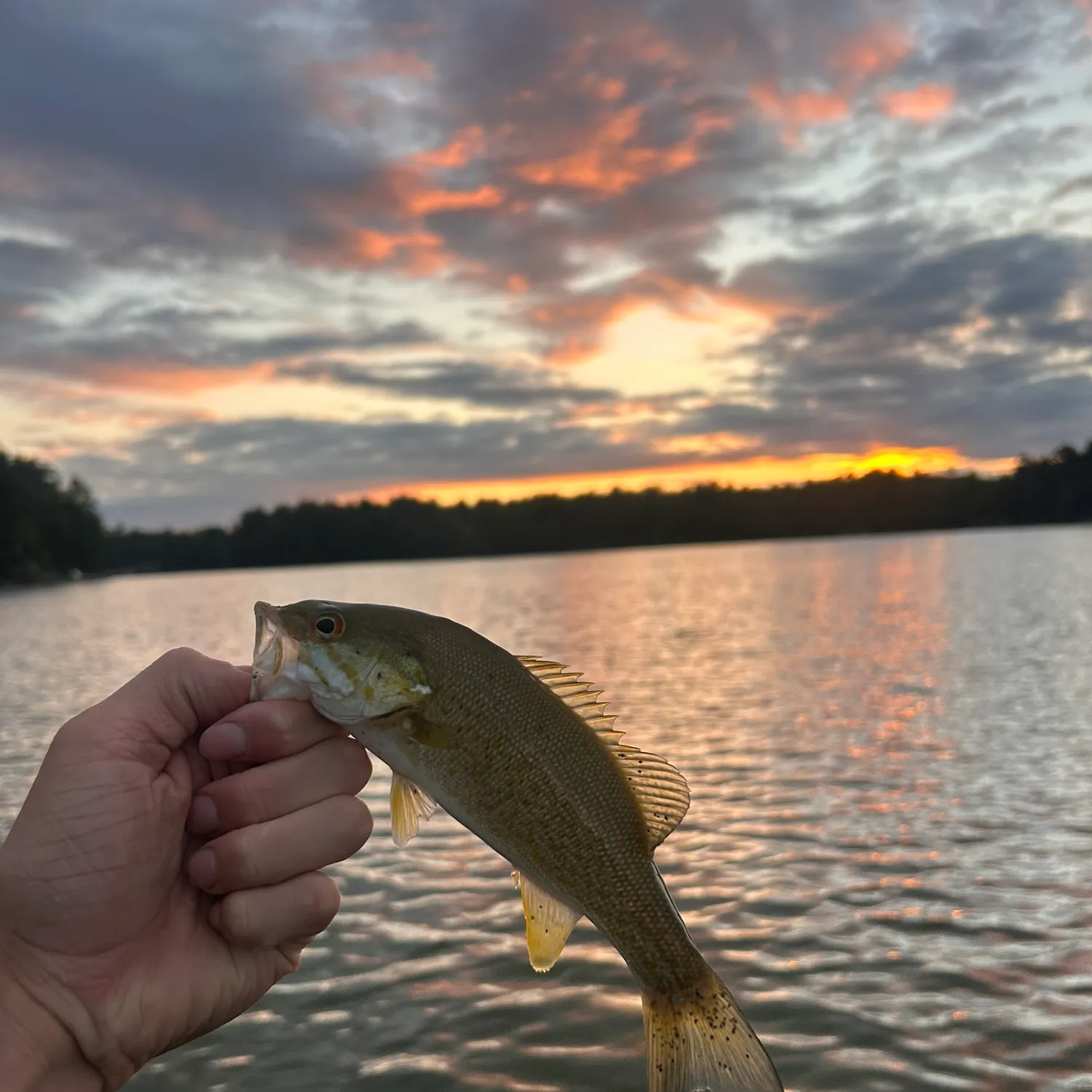 Smallmouth bass caught on Fishbrain