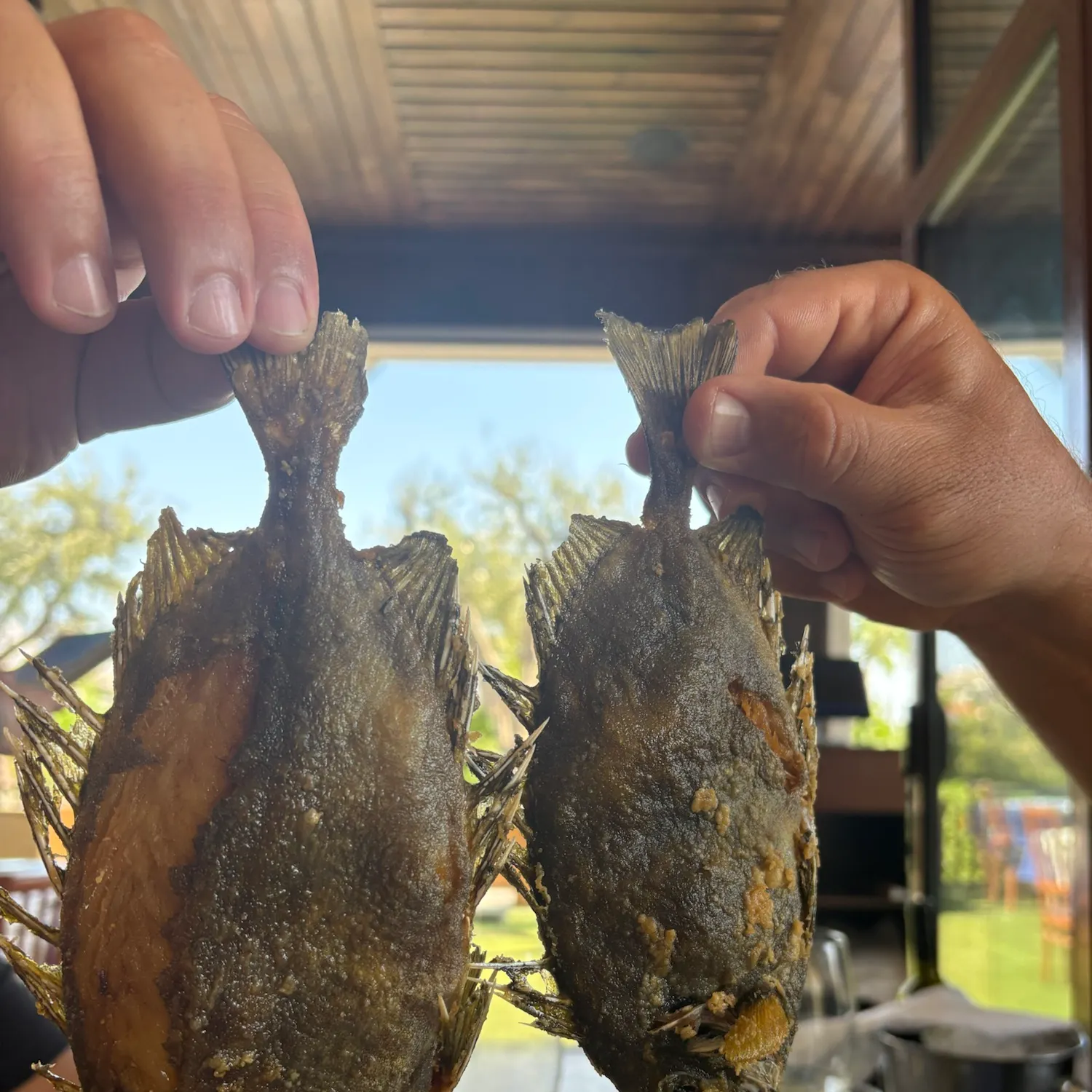 Fish caught on Fishbrain