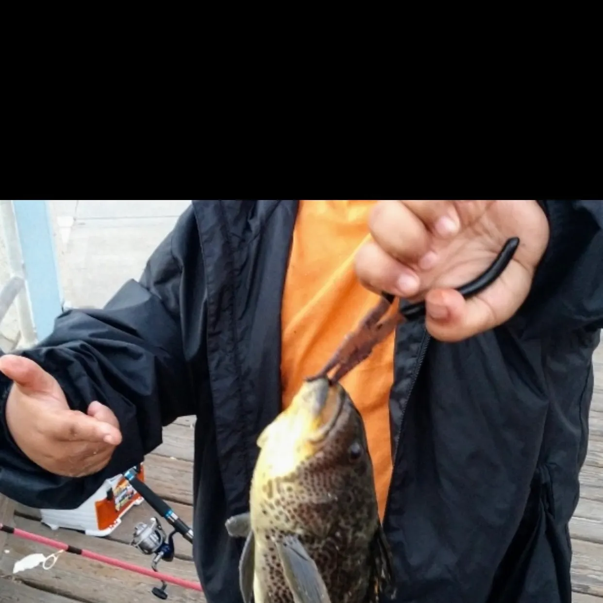 The most recent Spotted sand bass catches on Fishbrain