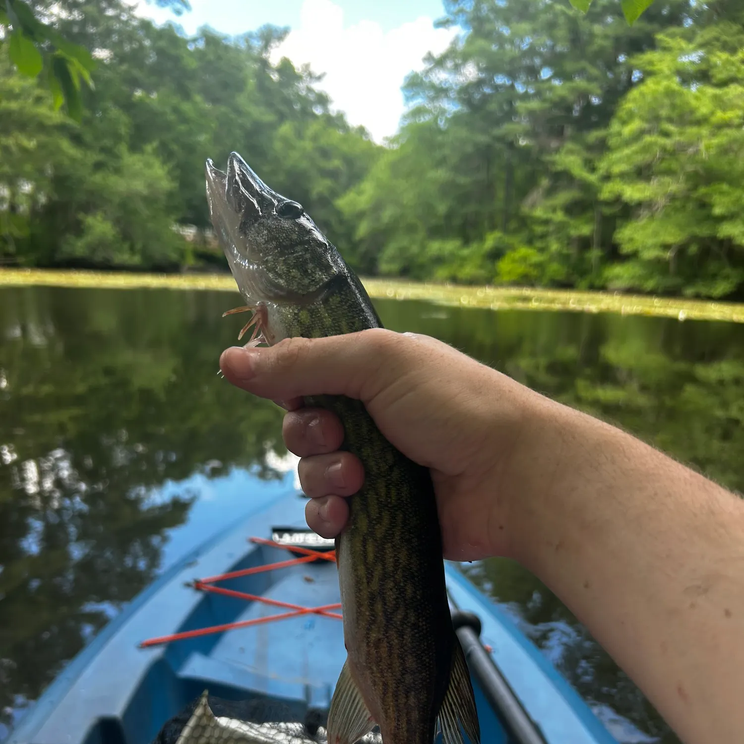 The most recent Chain pickerel catches on Fishbrain