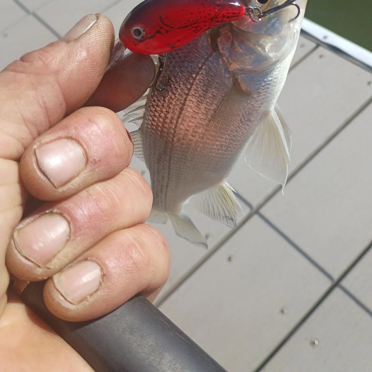 White perch caught on Fishbrain