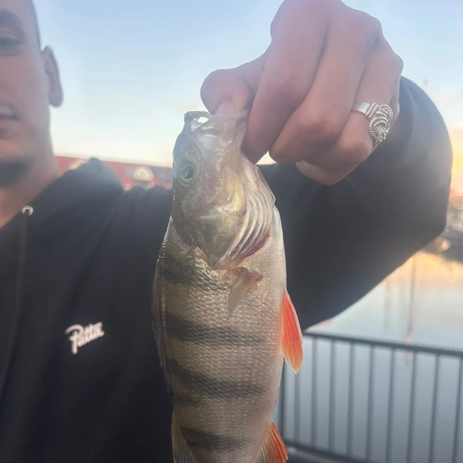 European perch caught on Fishbrain