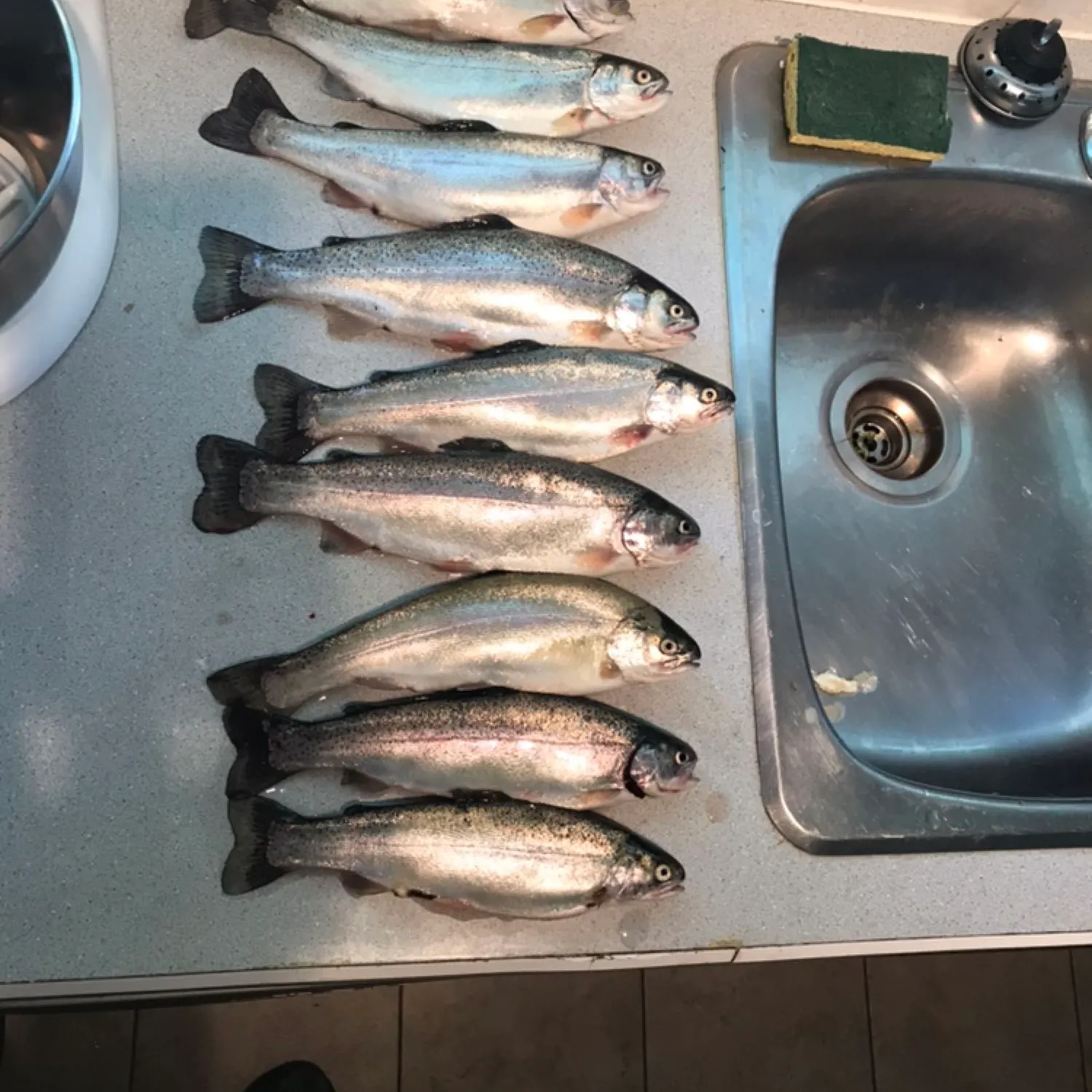 recently logged catches