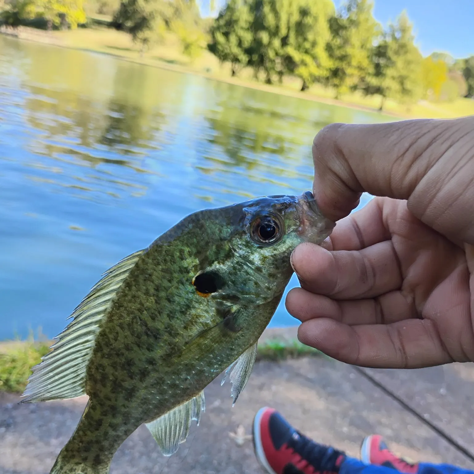 Redear sunfish caught on Fishbrain