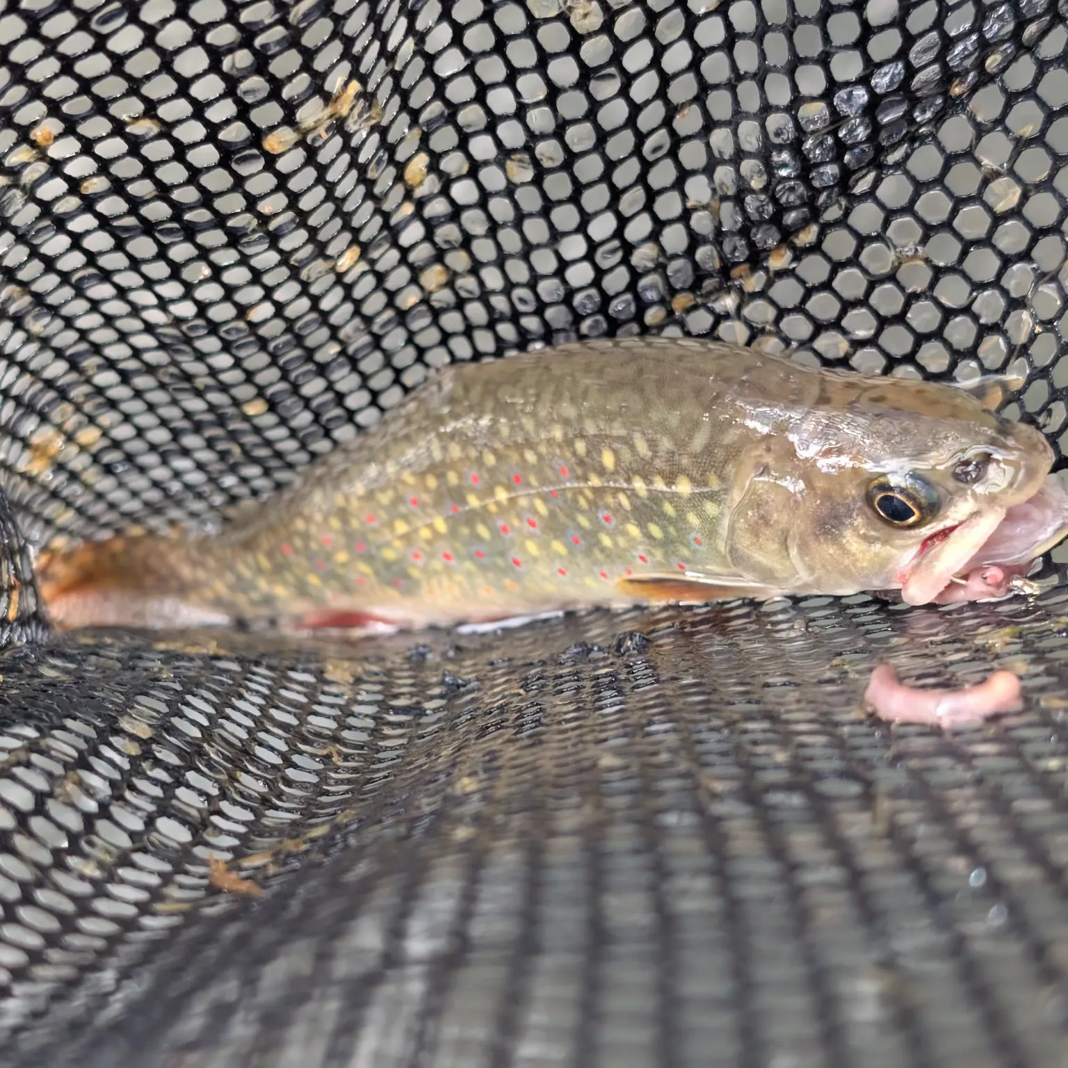 Brook trout caught on Fishbrain