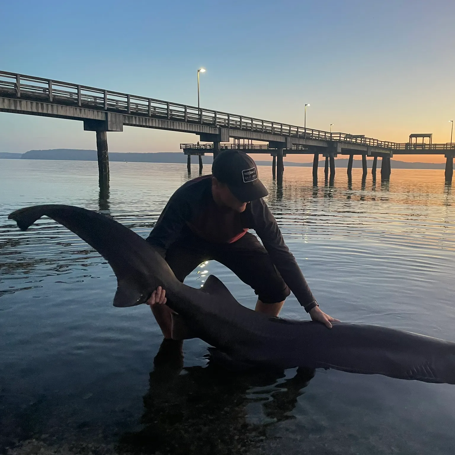 The most recent Bluntnose sixgill shark catches on Fishbrain