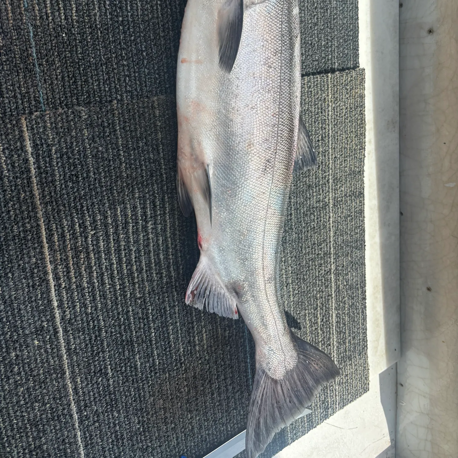 Chinook salmon caught on Fishbrain