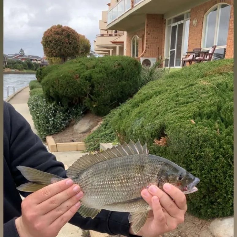 The most recent Southern black bream catches on Fishbrain