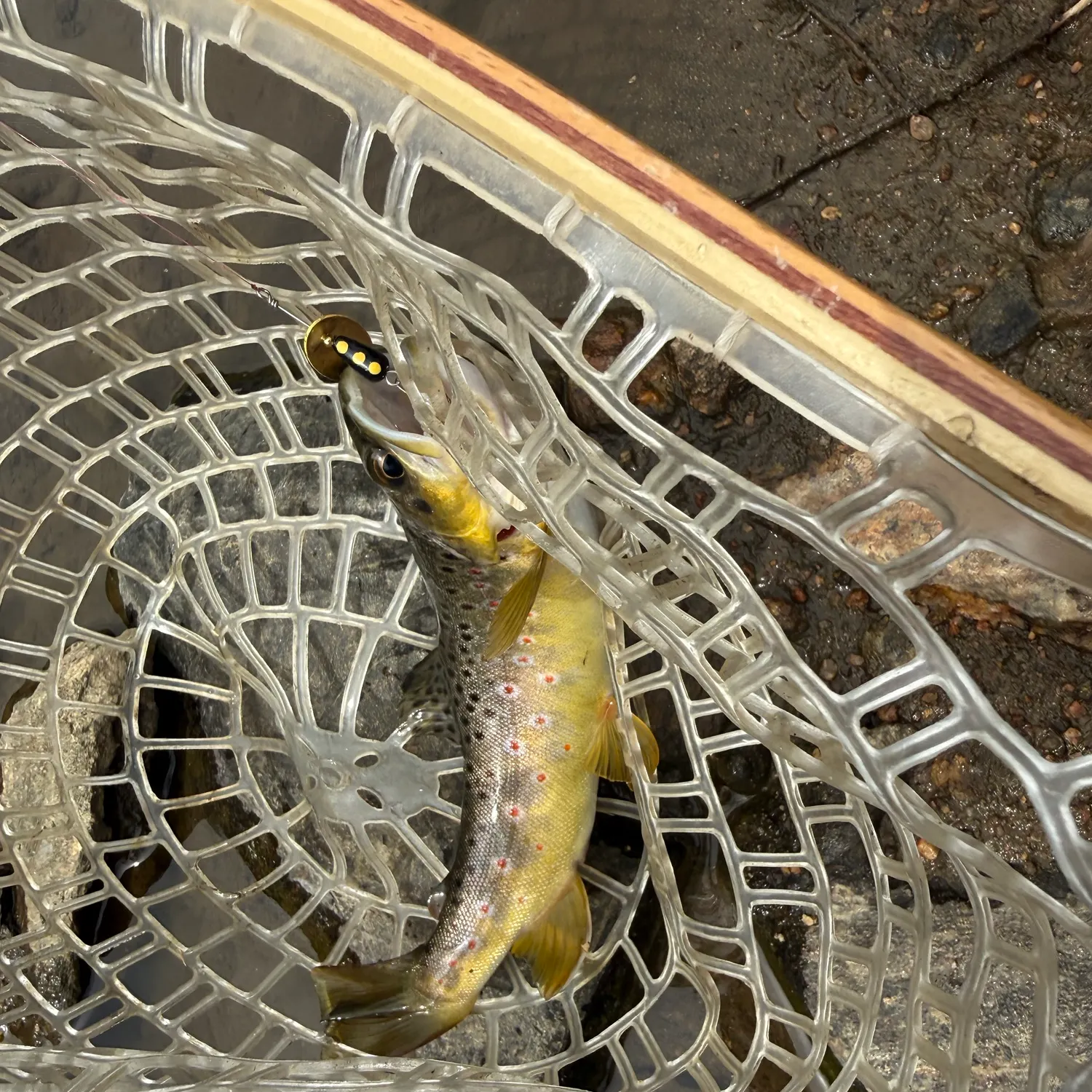 Brown trout caught on Fishbrain