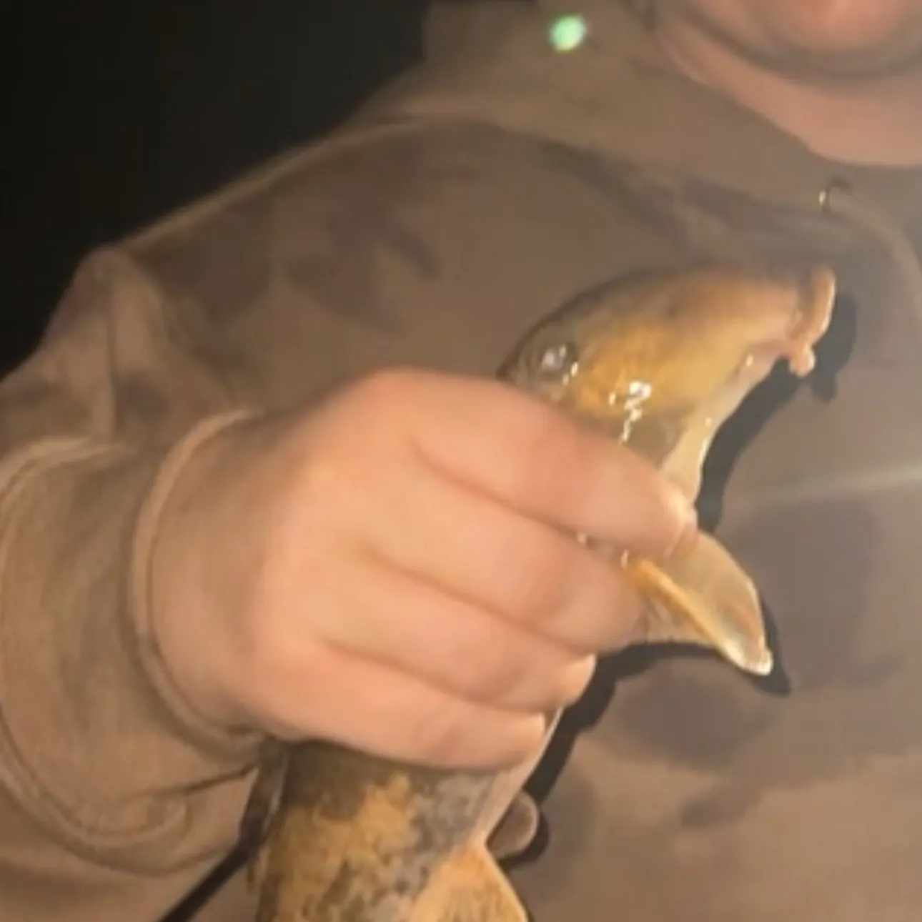 The most recent Northern hogsucker catches on Fishbrain