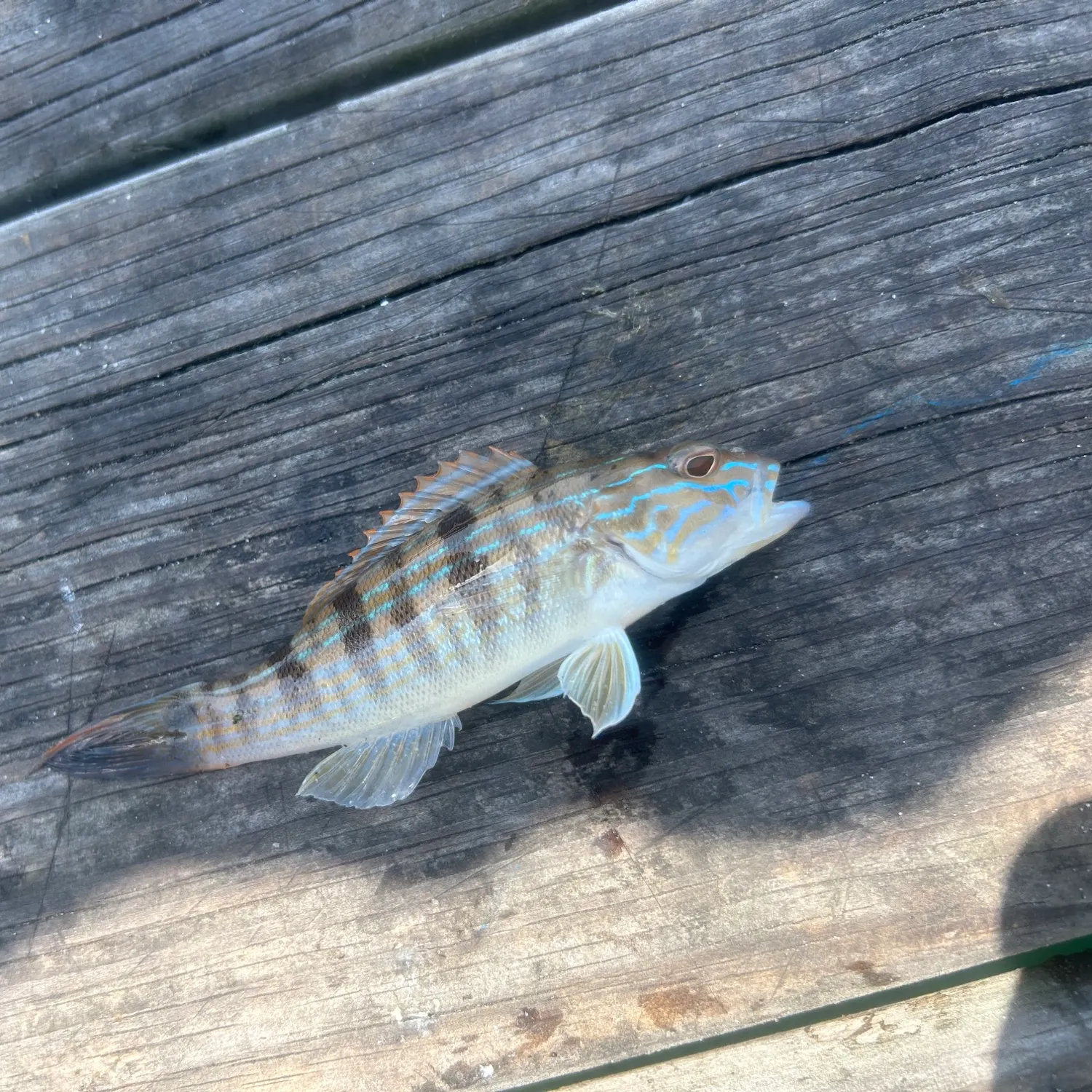 The most recent Sand perch catches on Fishbrain