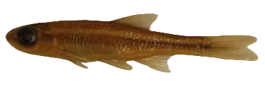 Highfin shiner