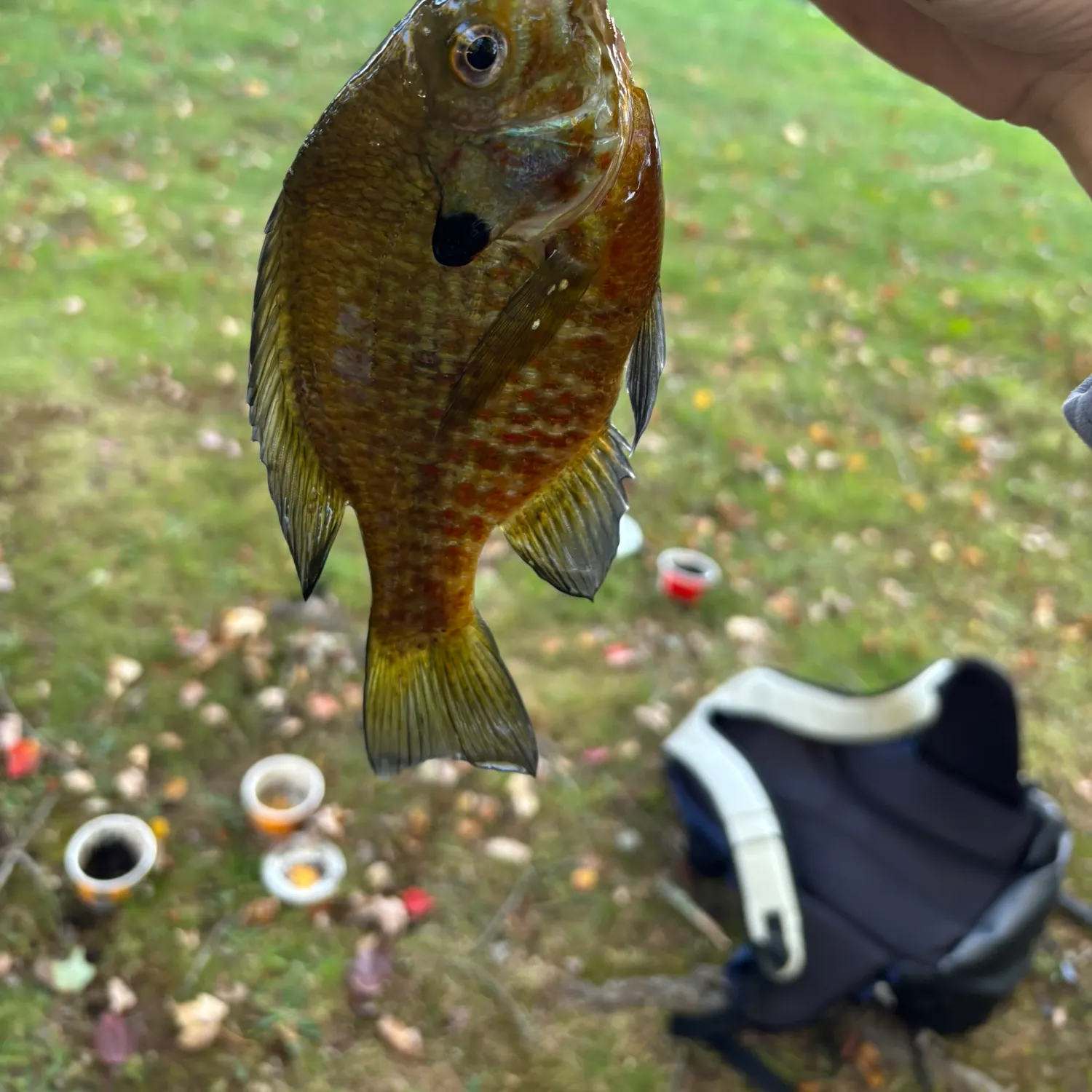 Pumpkingill hybrid caught on Fishbrain