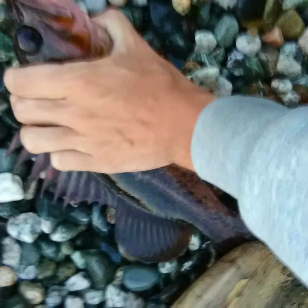 Brown rockfish caught on Fishbrain