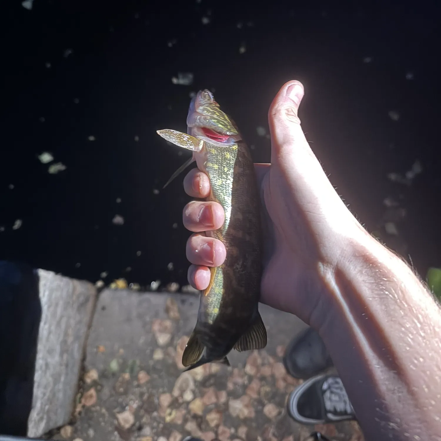 Northern pike caught on Fishbrain