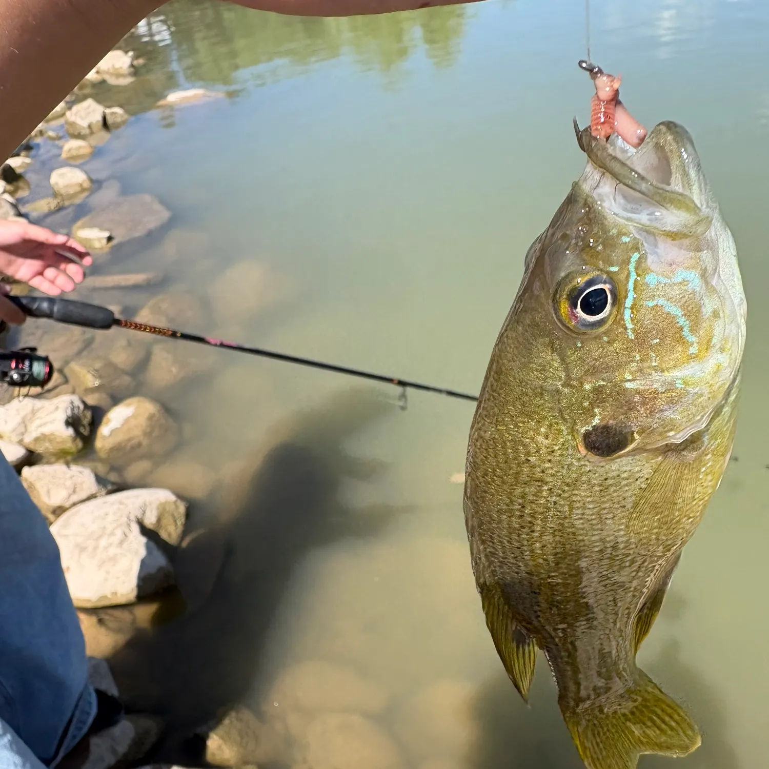 Green sunfish caught on Fishbrain