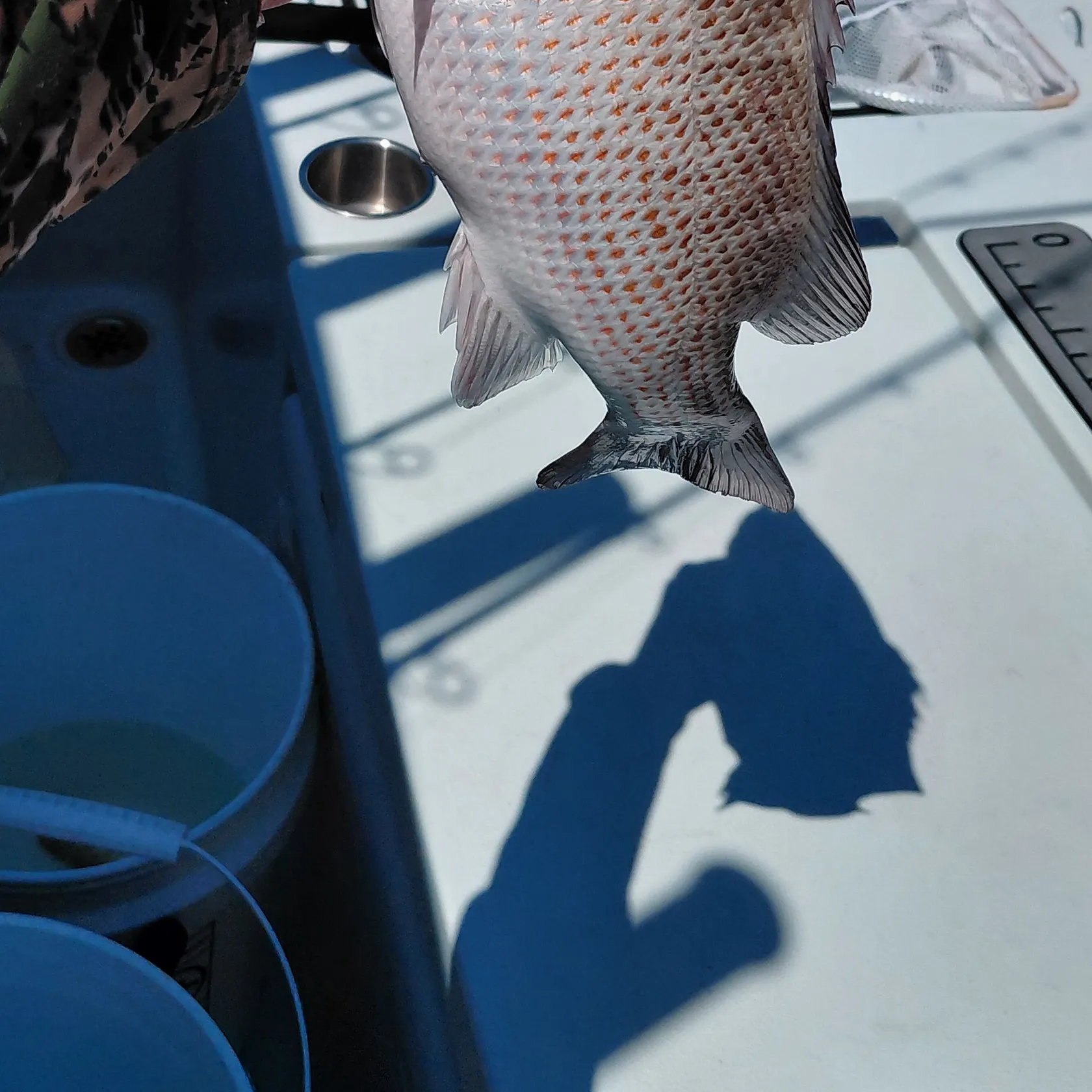 Mangrove snapper caught on Fishbrain
