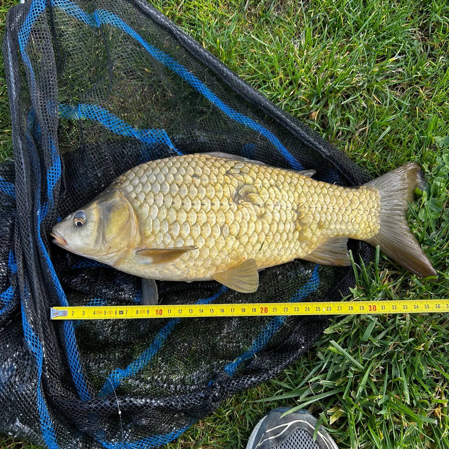 Common carp caught on Fishbrain