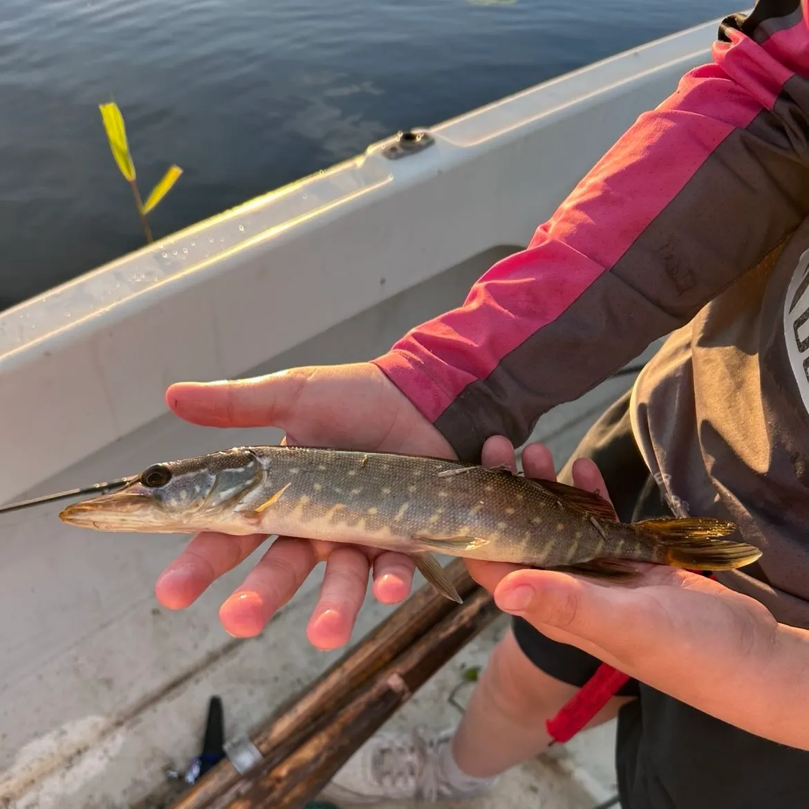 Northern pike caught on Fishbrain