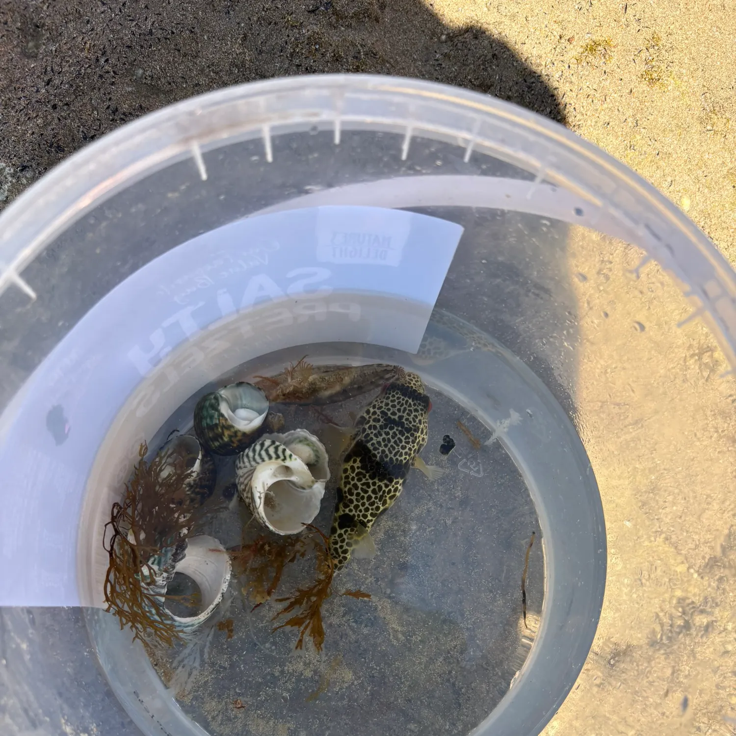 The most recent Smooth toadfish catches on Fishbrain