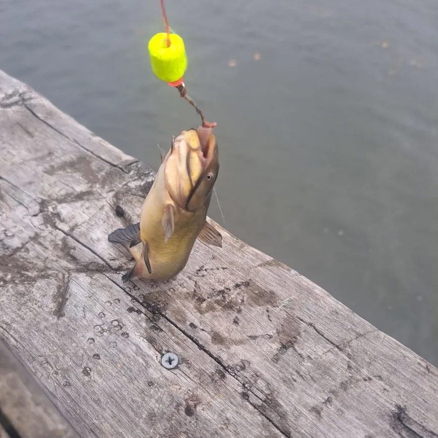 Black bullhead caught on Fishbrain