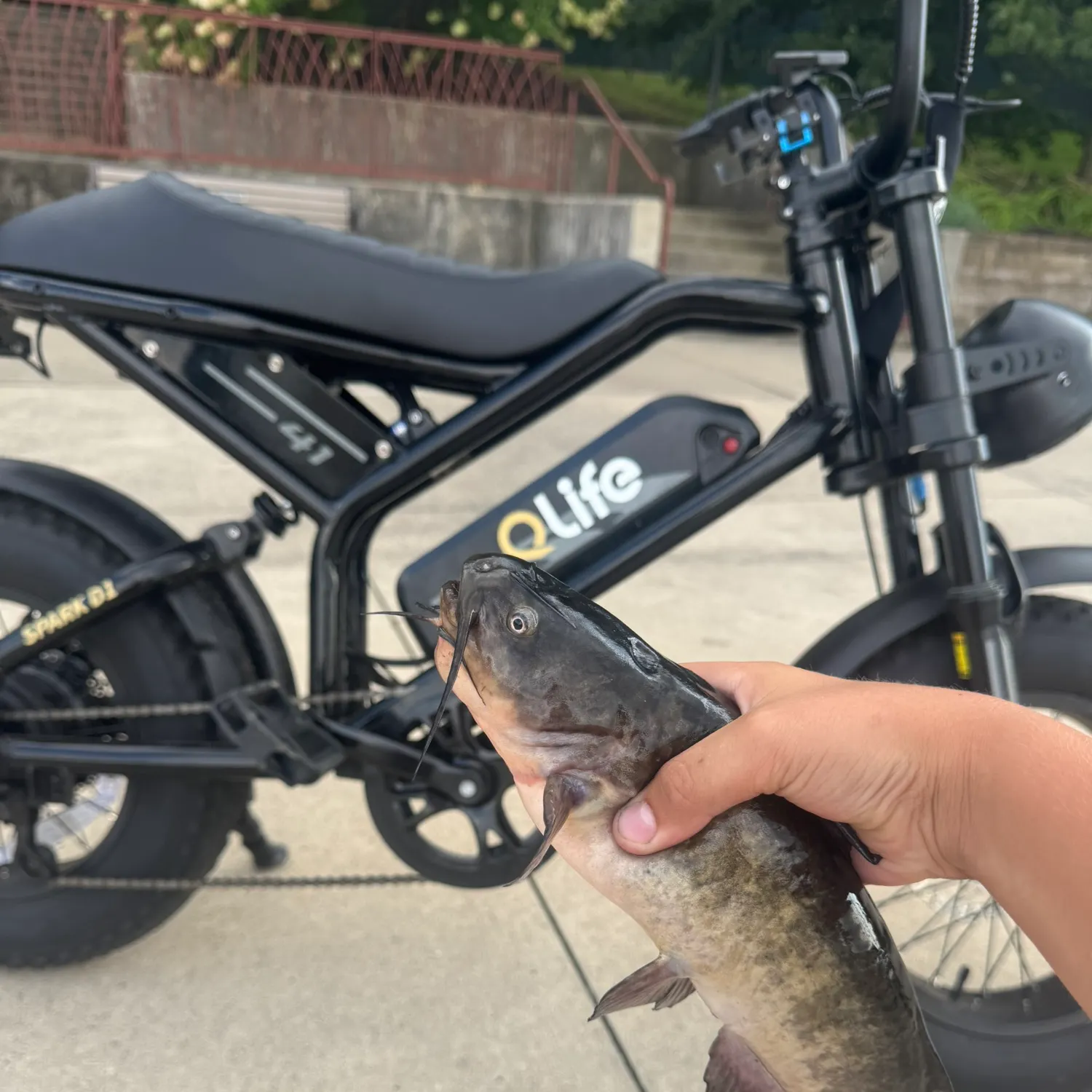 Brown bullhead caught on Fishbrain