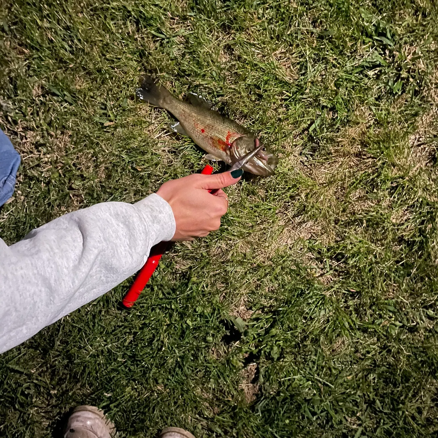 The most recent Smallmouth bass catches on Fishbrain