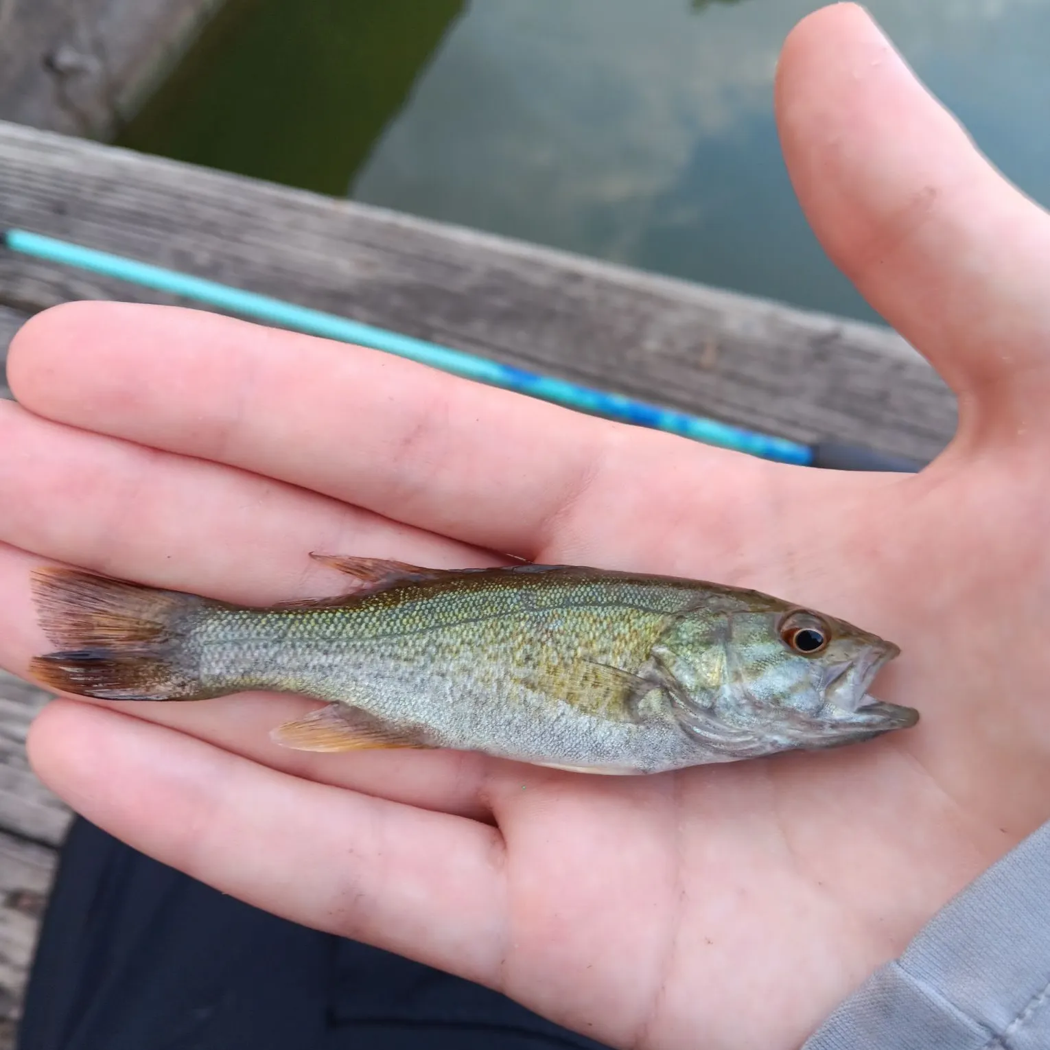 Smallmouth bass caught on Fishbrain