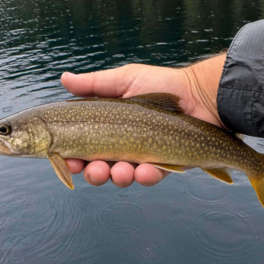 Lake char caught on Fishbrain