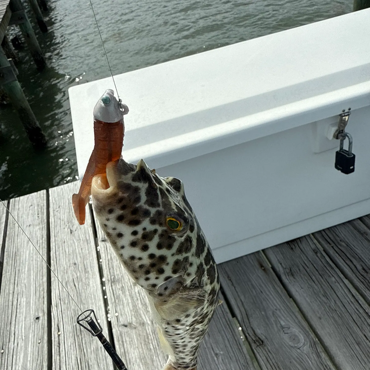 The most recent Northern puffer catches on Fishbrain