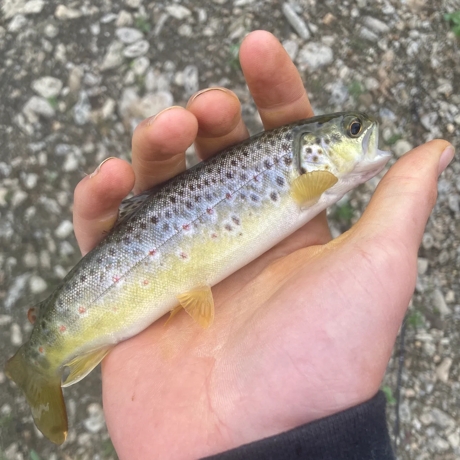 Brown trout caught on Fishbrain