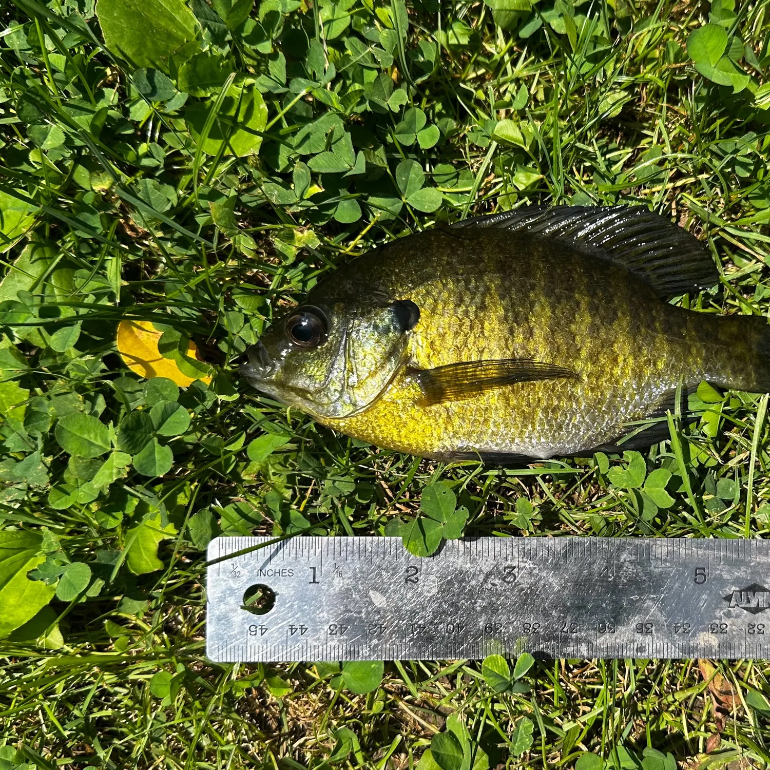 Bluegill caught on Fishbrain