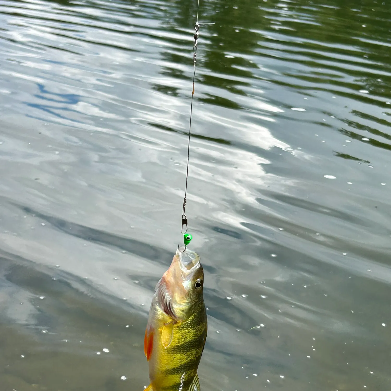Yellow perch caught on Fishbrain