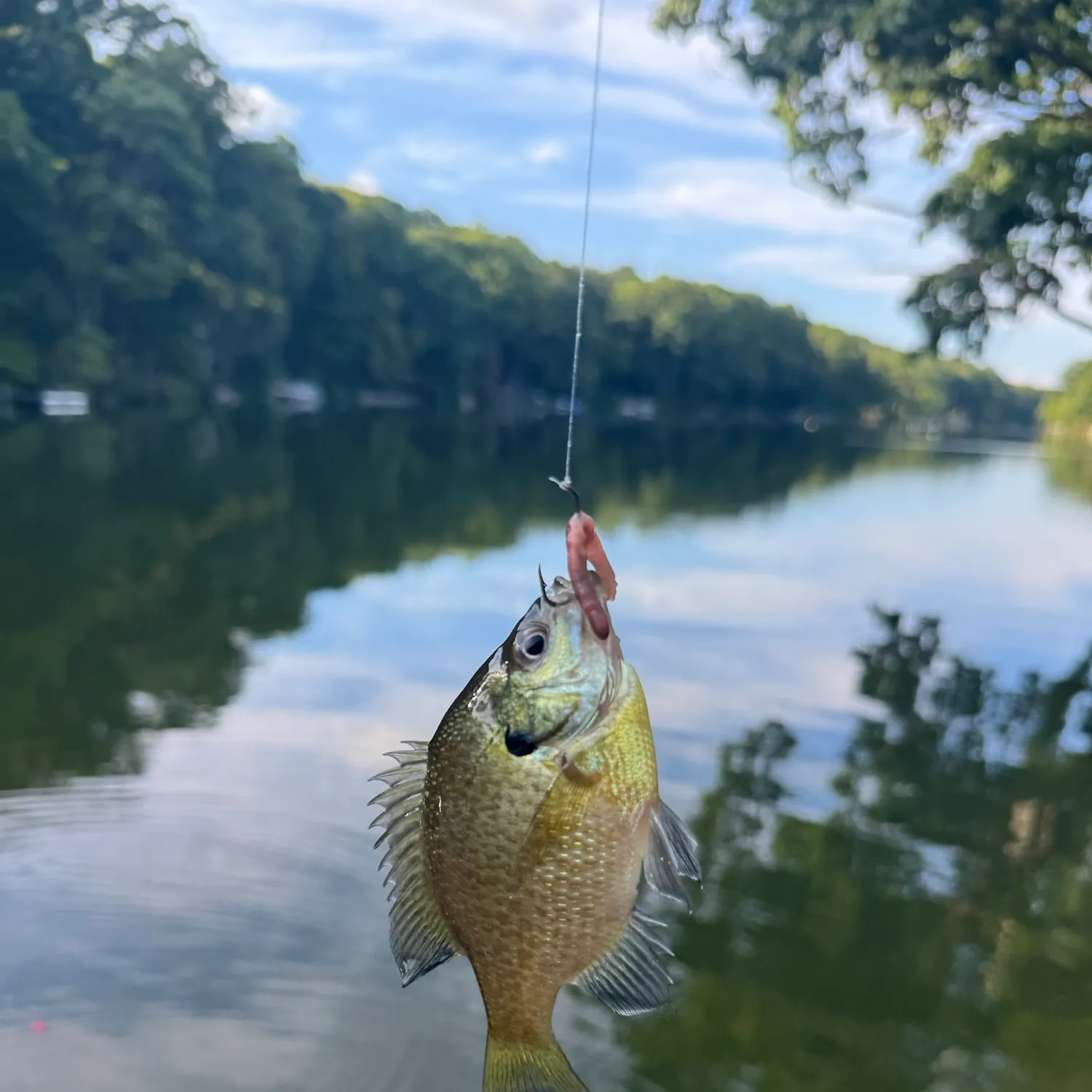 Bluegill caught on Fishbrain
