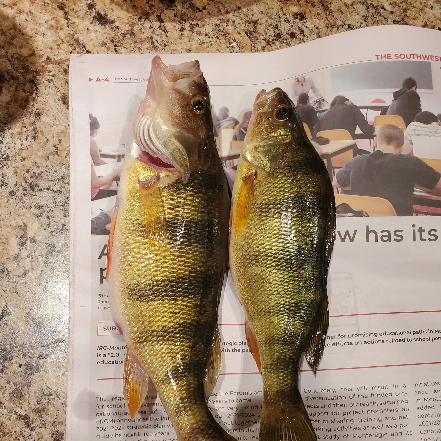 recently logged catches