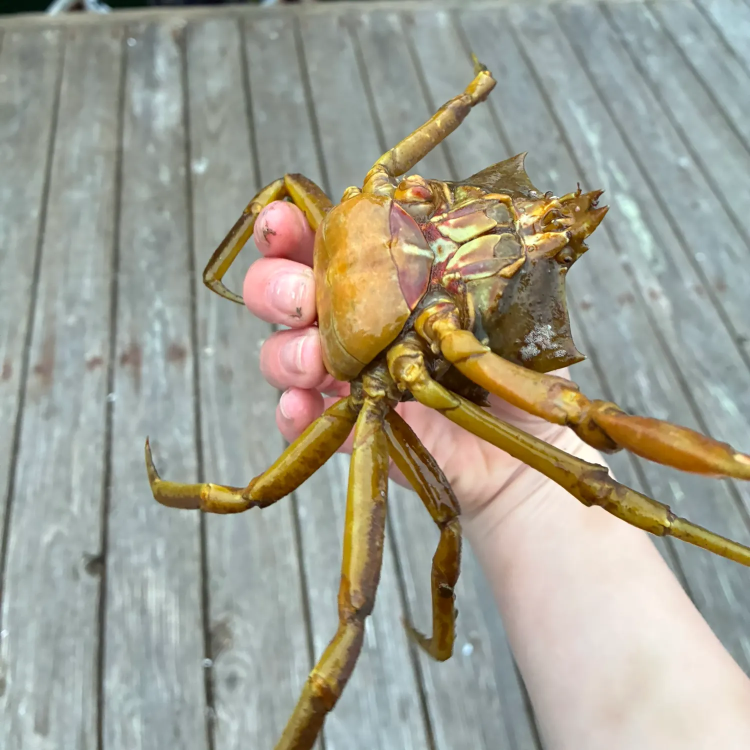 The most recent Northern kelp crab catches on Fishbrain