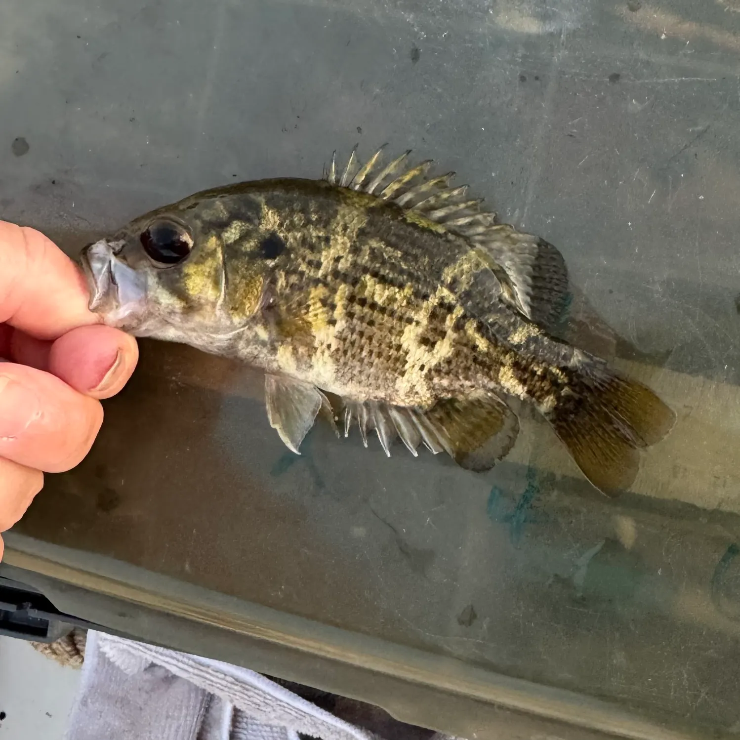 catch