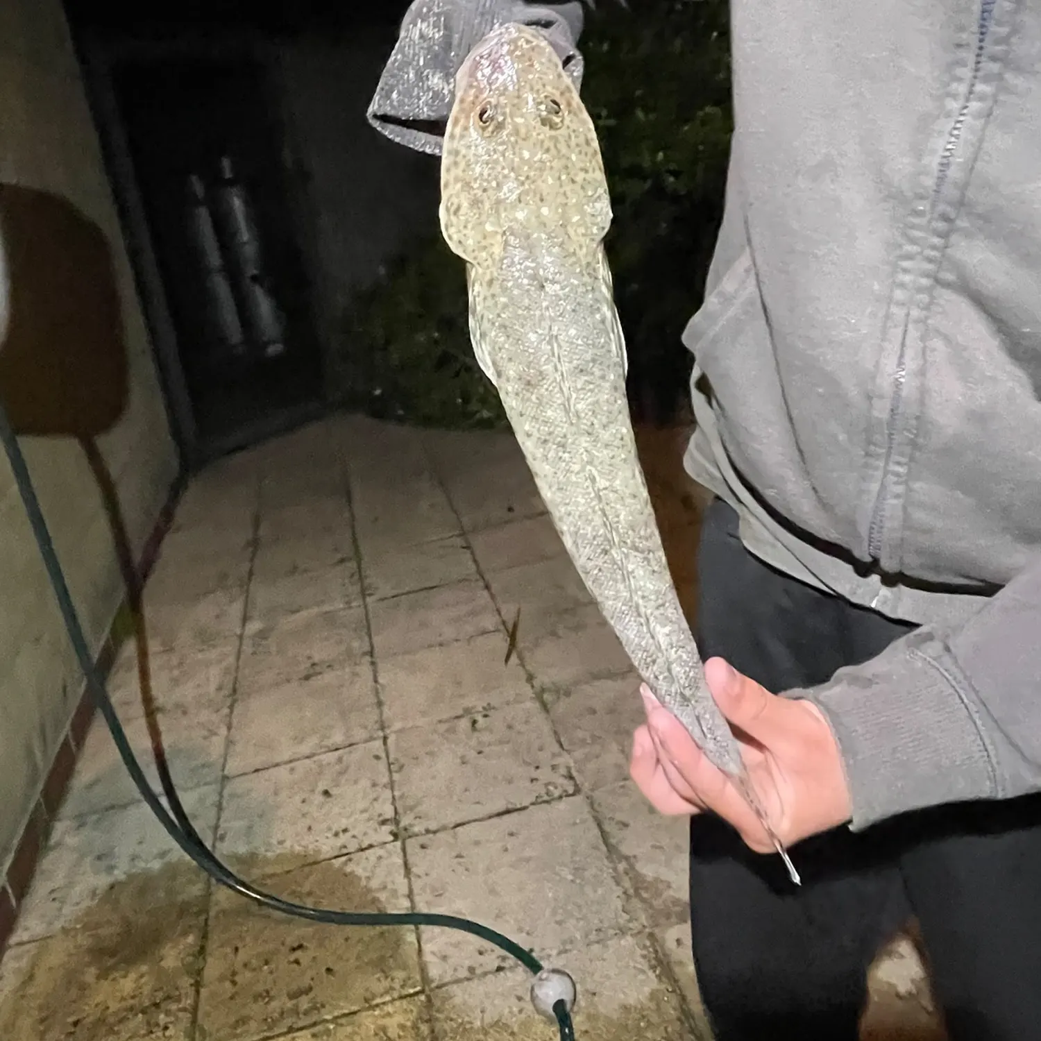 The most recent Blue-spotted flathead catches on Fishbrain