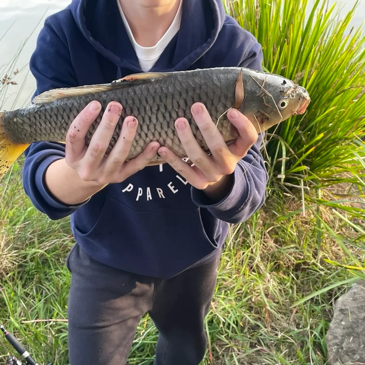 Common carp caught on Fishbrain