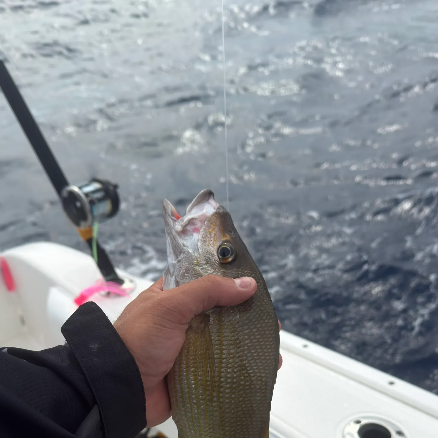 The most recent Tomtate grunt catches on Fishbrain