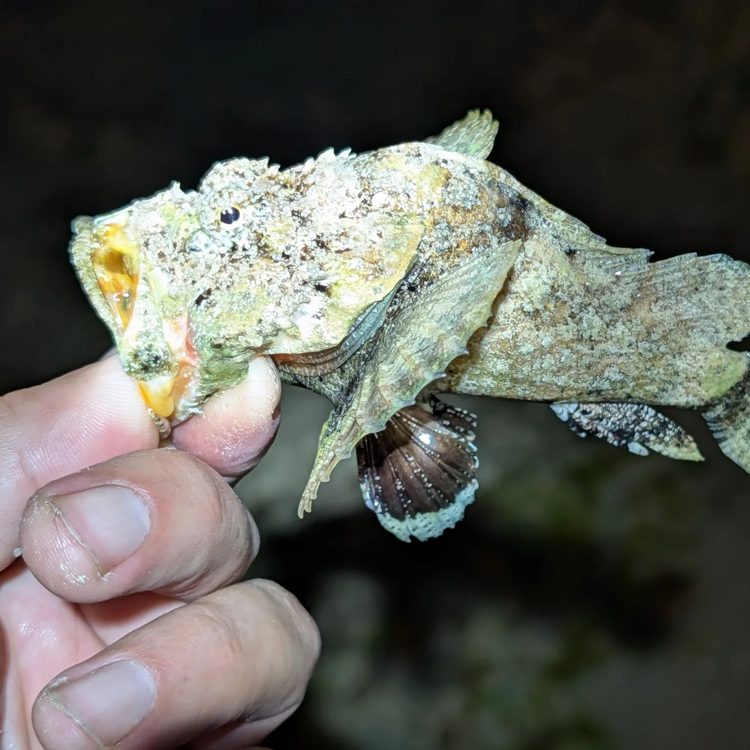 The most recent False stonefish catches on Fishbrain