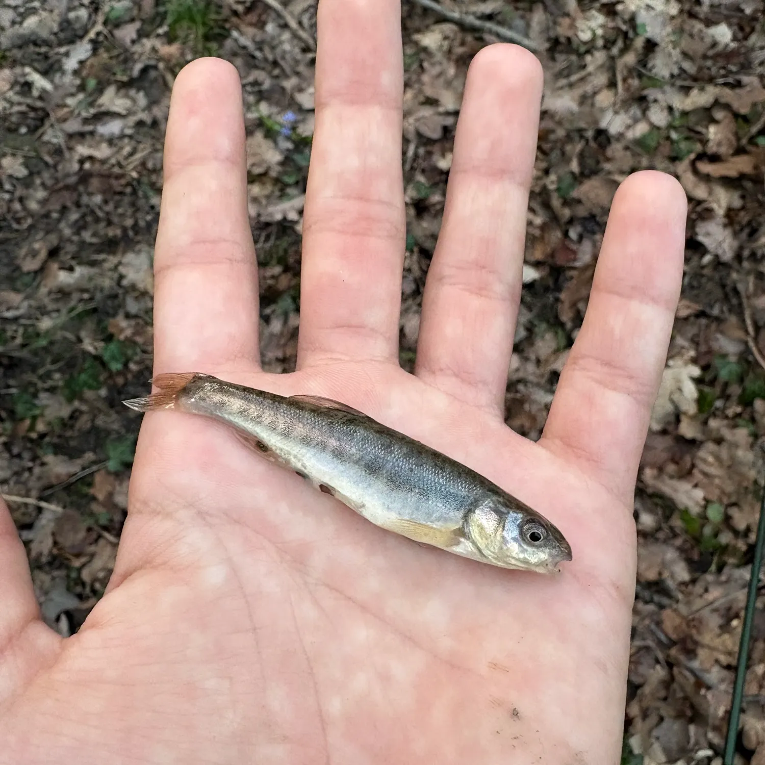 The most recent Stippled studfish catches on Fishbrain