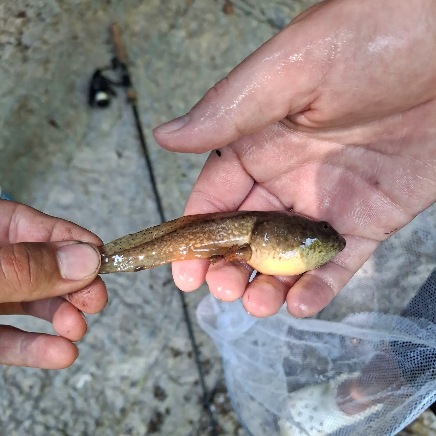 The most recent Tadpole whiptail catches on Fishbrain