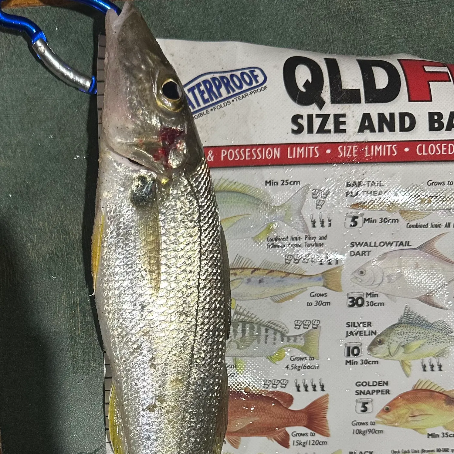 recently logged catches