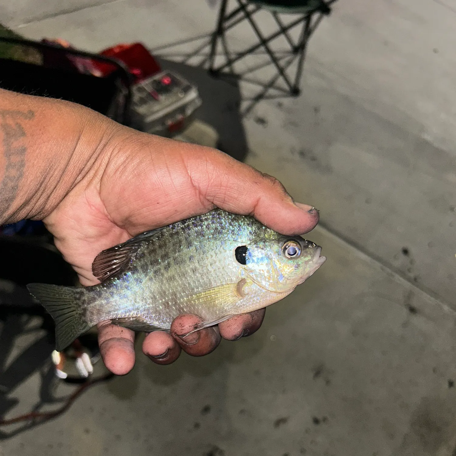 Bluegill caught on Fishbrain